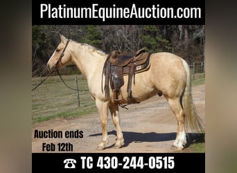 American Quarter Horse, Ruin, 6 Jaar, 155 cm, Palomino, in Rusk TX,