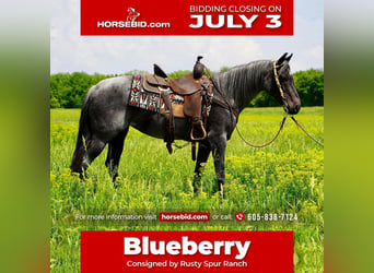 Quarter pony, Jument, 13 Ans, 142 cm, Rouan Bleu, in Valley Springs, SD,