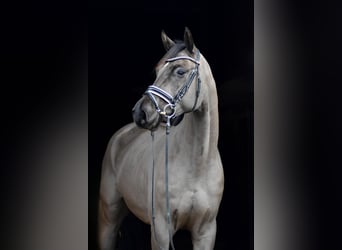 Oldenburger, Wallach, 4 Jahre, 168 cm, Rappe, in Herbstein,
