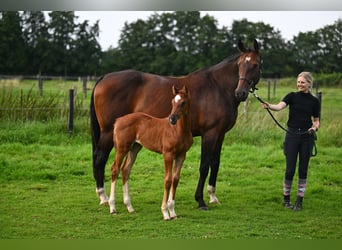 Hanoverian, Mare, Foal (06/2024), 16,2 hh, Chestnut-Red, in Hamburg Osdorf,