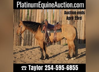 Quarter horse américain, Hongre, 14 Ans, 150 cm, Buckskin, in Morgan Mill TX,