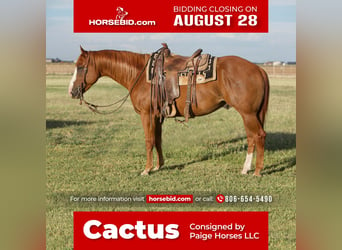 Quarter horse américain, Hongre, 8 Ans, 152 cm, Alezan cuivré, in Amarillo, TX,