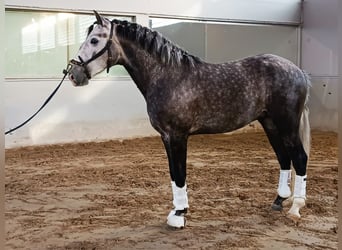 Lusitano Mix, Gelding, 5 years, 15.1 hh, Gray, in Oporto,