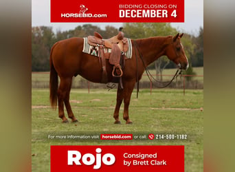 American Quarter Horse, Gelding, 13 years, 15 hh, Sorrel, in Grand Saline, TX,
