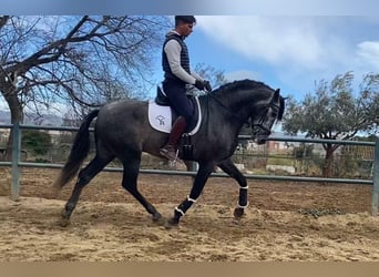 Andalusian, Stallion, 5 years, 16.3 hh, Gray, in Almeria,