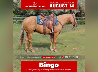 Quarter horse américain, Hongre, 6 Ans, 150 cm, Palomino, in Menan, ID,