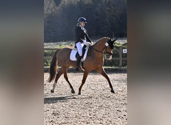 Mare 10 years