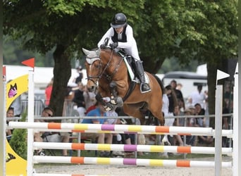 Deutsches Reitpony, Stute, 12 Jahre, 148 cm, Brauner, in Lengenfeld