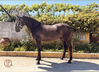 Lusitano, Merrie, 4 Jaar, 160 cm, Zwartschimmel, in Amarante