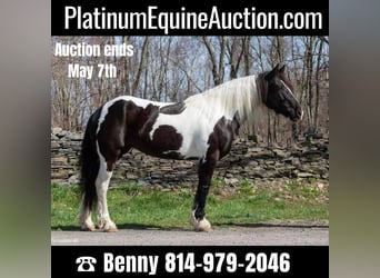 Gypsy Horse, Mare, 10 years, Tobiano-all-colors, in Everett PA,