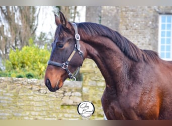 Selle Français, Stallion, 3 years, 16 hh, Smoky-Black, in Saint-Lô,