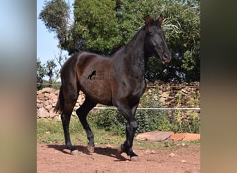 Andalusian, Mare, 3 years, 15.2 hh, Black, in Menorca,