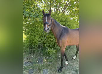 Mare 4 years Mare 4 years