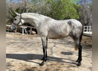 PRE Mix, Stallion, 4 years, 15.1 hh, Gray, in Barcelona,