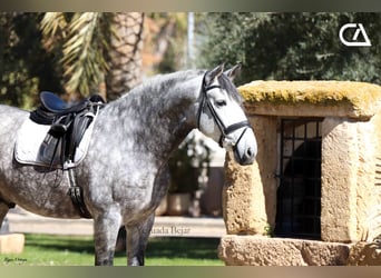 PRE, Stallion, 6 years, 16.2 hh, Gray, in Puerto Lumbreras,