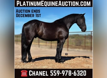 Draft Horse, Gelding, 3 years, 15.2 hh, Black, in Jacksboro TX,