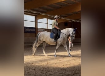 Polnisches Halbblut, Stute, 9 Jahre, 161 cm, , in Merseburg