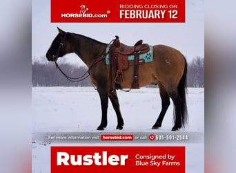 Quarter horse américain, Hongre, 12 Ans, 155 cm, Grullo, in Sioux Falls,