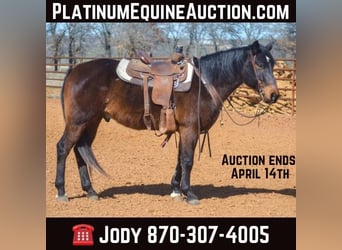 Quarter horse américain, Hongre, 10 Ans, 155 cm, Bai cerise, in STEPHENVILLE, TX,