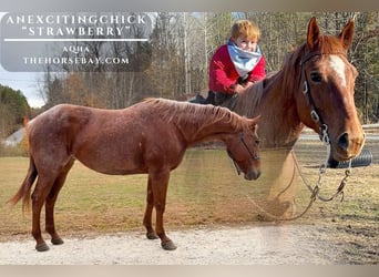 American Quarter Horse, Stute, 14 Jahre, Roan-Red, in Antlers, OK