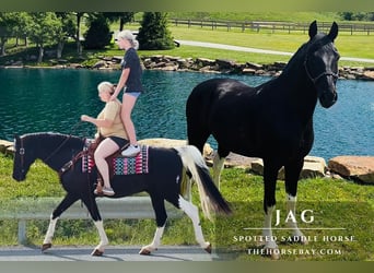 Da Sella Maculato, Castrone, 12 Anni, 152 cm, Tobiano-tutti i colori, in Princeton, WV