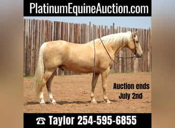 Tennessee walking horse, Gelding, 9 years, 15.2 hh, Palomino, in Morgan Mill TX,