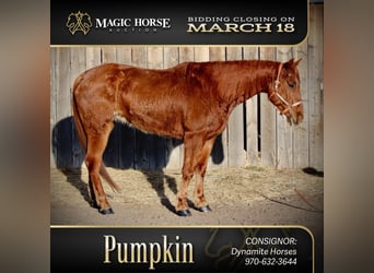 American Quarter Horse, Ruin, 10 Jaar, 152 cm, Roodvos, in Fort Collins,