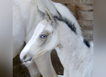 Más caballos centroeuropeos, Yegua, Potro (03/2026), 165 cm, Pío, in Borgentreich