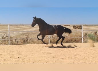 Andalusian, Stallion, 4 years, 16,2 hh, Black, in Badajoz,