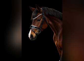 Baden Wuerttemberg, Mare, 4 years, 15,3 hh, Brown, in Trochtelfingen