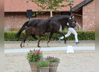 Hannoveraan, Merrie, veulen (05/2024), Donkerbruin, in Niendorf,