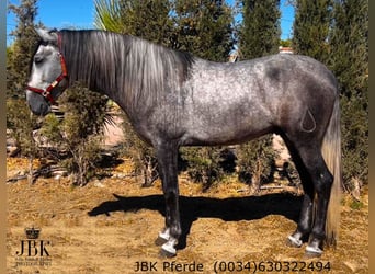 PRE Mix, Stallion, 5 years, 16.1 hh, Grey-Dapple, in Tabernas Almeria