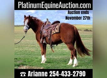 Quarter horse américain, Hongre, 10 Ans, 142 cm, Alezan cuivré, in rising Star TX,