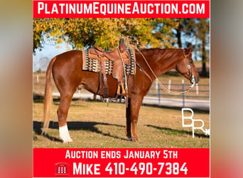 American Quarter Horse, Wallach, 9 Jahre, Dunkelfuchs, in Mountain Grove Mo,