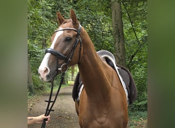 Cheval de sport irlandais, Hongre, 5 Ans, 168 cm, Alezan brûlé, in Wachtendonk