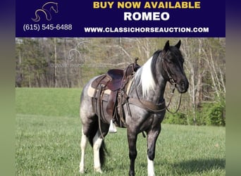Kentucky Mountain Saddle Horse, Wallach, 6 Jahre, 142 cm, Roan-Blue, in Whitley City, KY,