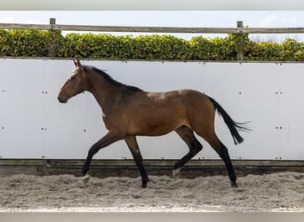 Belgisches Warmblut, Hengst, 2 Jahre, 154 cm, Dunkelbrauner, in Waddinxveen