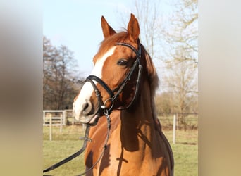 Other Warmbloods, Mare, 6 years, 15.2 hh, Chestnut, in Nettetal,