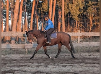 Engels volbloed, Merrie, 4 Jaar, 162 cm, Bruin, in Möser