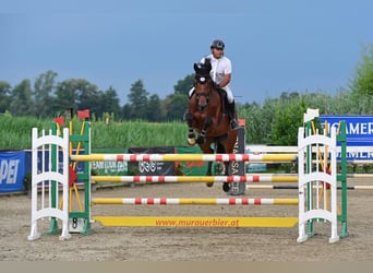 Holsteiner, Ruin, 9 Jaar, 172 cm, Bruin, in Feldbach,