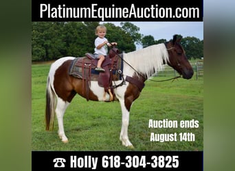 Quarter horse américain, Hongre, 9 Ans, 152 cm, Tobiano-toutes couleurs, in Greenville Ky,