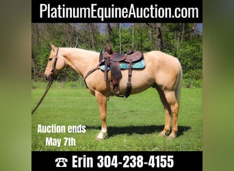 American Quarter Horse, Gelding, 12 years, 15.1 hh, Palomino, in Hillsboro KY,