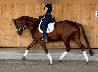 Mare 5 years