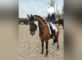 Duitse rijpony, Merrie, 10 Jaar, 148 cm, Falbe, in Laufach