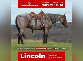 Quarter horse américain Croisé, Hongre, 13 Ans, 160 cm, in Rebersburg, PA,