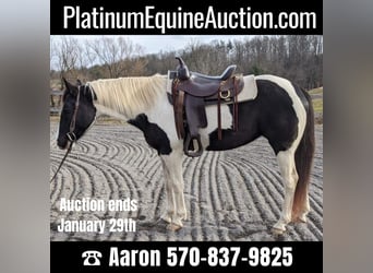 Quarter horse américain, Hongre, 15 Ans, 152 cm, Tobiano-toutes couleurs, in Millersburg PA,