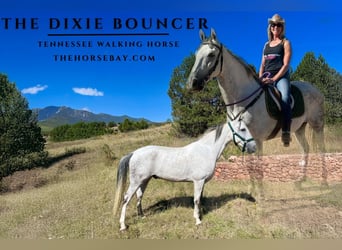 Tennessee walking horse, Ruin, 7 Jaar, Schimmel, in Colorado Springs, CO,