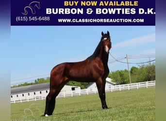 Tennessee walking horse, Hongre, 3 Ans, 152 cm, Bai cerise, in Lewisburg, TN,