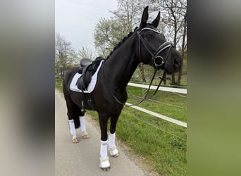 Westfale, Stute, 4 Jahre, 165 cm, Rappe, in Zweibrücken