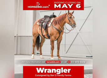 Quarter horse américain, Hongre, 4 Ans, 163 cm, Alezan dun, in Sullivan,